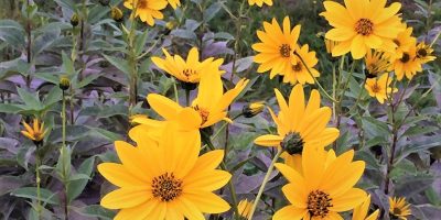 fiori topinmbur fiori di topinambur