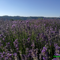 Lavanda