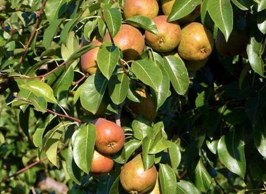 The Madernassa del Roero pear The Madernassa del Roero pear