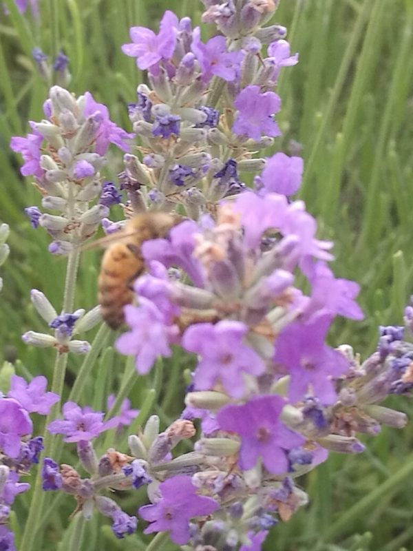 Alta Langa: la piccola Provenza