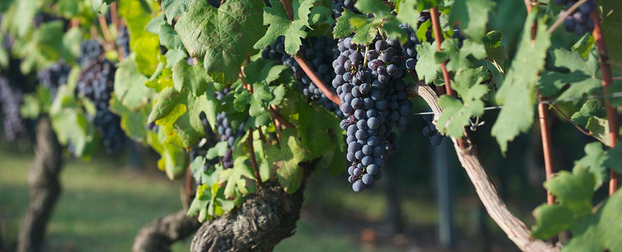 Barbera SlowDays Tour dei vini con Sommelier