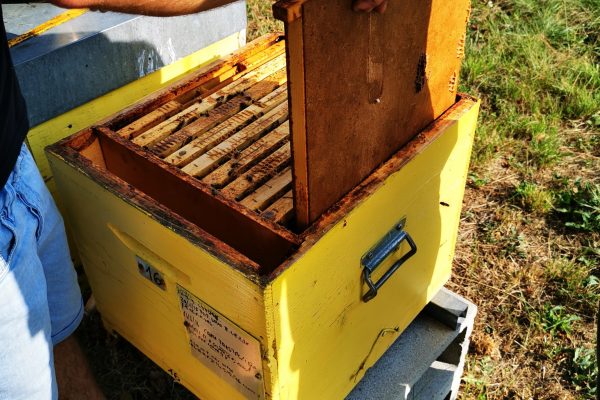 experience honey langhe experience honey langhe