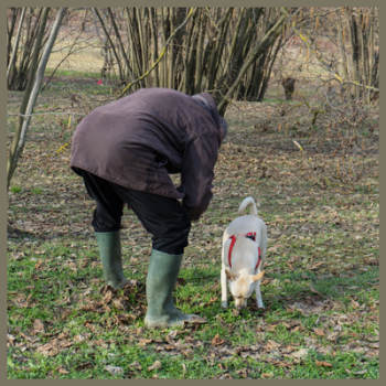 Weekend nelle Langhe - Enogastronomia e Tartufo