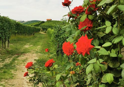 Langhe piemontesi in estate Rose in cima ai filari di vite nelle Langhe piemontesi