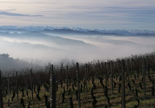 Piemonte: Langhe piemontesi in inverno La nebbia che crea un mare vicino ai filari