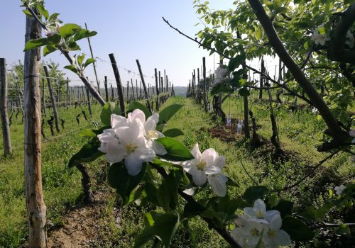 Langhe piemontesi in primavera Langhe in primavera filari di viti