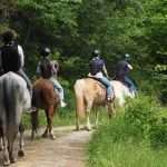 Passeggiata a cavallo Piemonte con degustazione Image