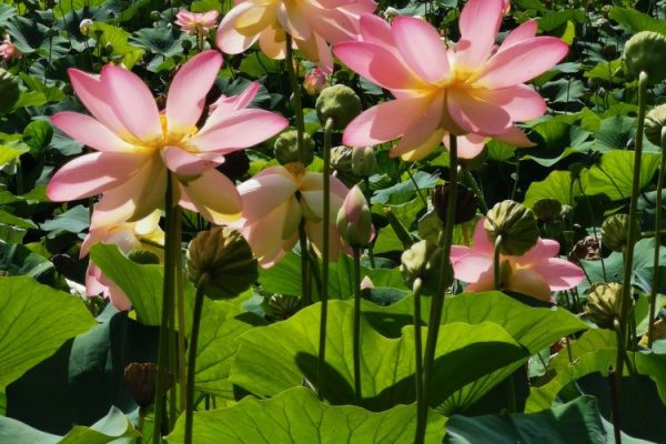 Fior di loto Un magnifico laghetto fiorito di Fior di loto