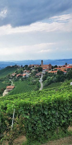 Treiso_estate