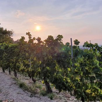 Vigneti al tramopnto