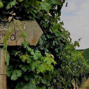 degustare_il_barolo_sentiero sentieri del barolo per un trekking Slowdays