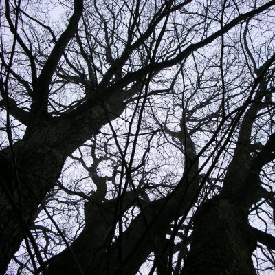 corso sopravvivenza nel bosco alberi nel bosco