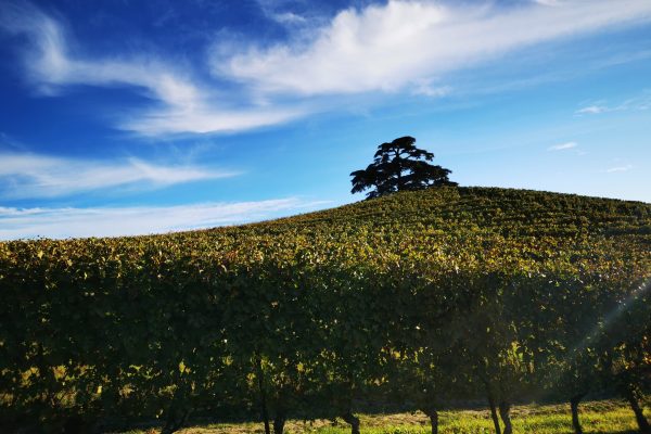 Cosa vedere nelle Langhe