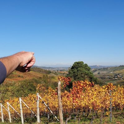 Indicare i volori dei vigneti