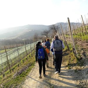 wine_trekking Group of hikers during a trek in Langa