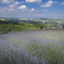 lavanda-nelle-langhe