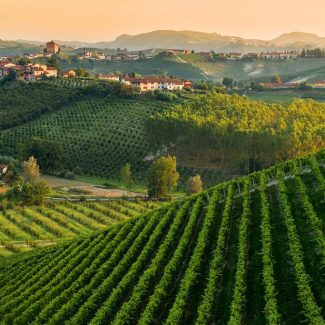 Panorama collinare con vigneti