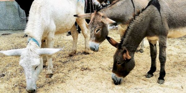 alba_palio_degli_asini