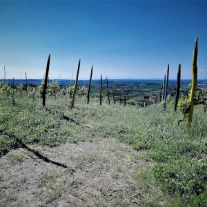vigna_dei_pastelli_langhe vigna_dei_pastelli_langhe