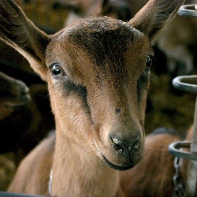 addio_nubilato_cheese_natura addio_nubilato_cheese_natura