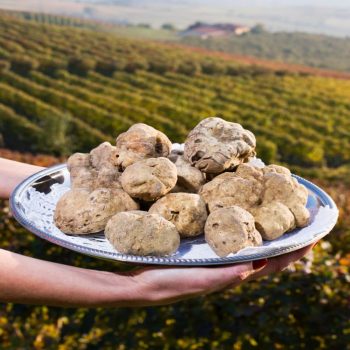 White truffles from Piedmont, Italy, placed on tray held by the hands of a woman in the background a landscape of hills with vineyards of Langhe