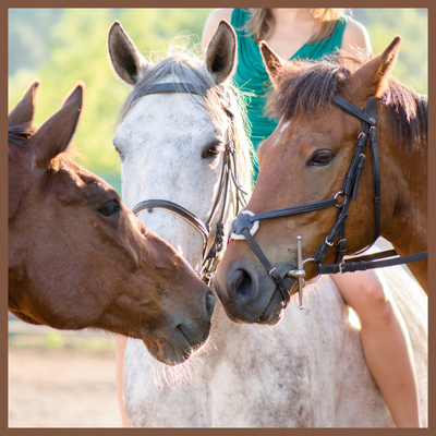 box-viaggi-langhe-cavallo