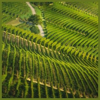 trekking-langhe-del-barolo-weekend-box-viaggi