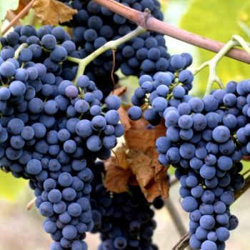 wine-monferrato-barbera-grapes