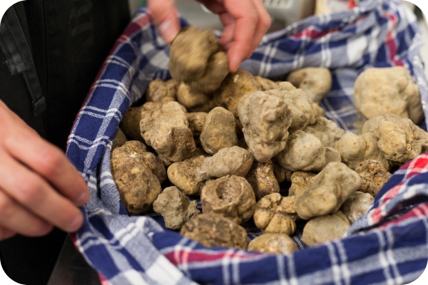 White truffle grows only in the Langhe White truffle grows only in the Langhe